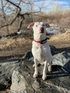 White dog with collar that reads “blind” sitting outside on a rock. Glutathione for dogs can improve metabolic function and allow them to digest nutrients more efficiently. 