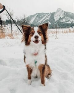Brown and white australian shepherd sitting in snowy rocky mountains on a leash. Glutathione can help to remove toxins in older dogs. 