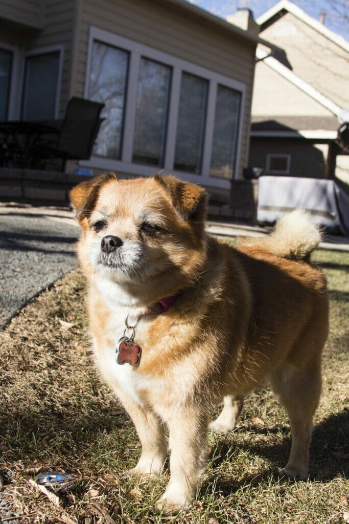 Small, tan dog standing outside in sun. Read this article to learn why grain dog food is not always the best choice.