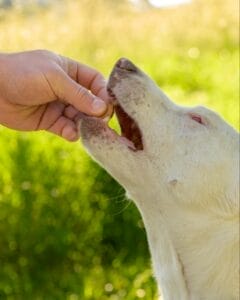 White dog biting into Earth Buddy’s dog calming treats with CBD oil. CBD treats are great for relieving chronic pain. 