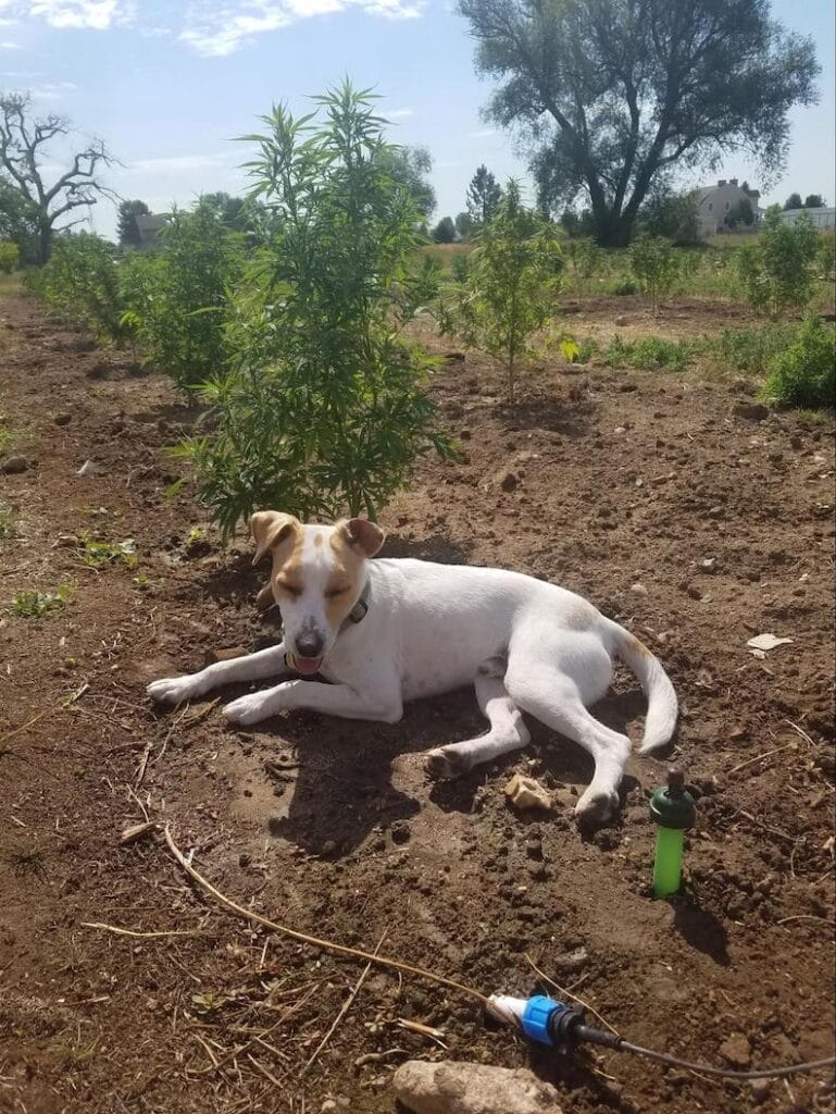 White jack russell laying down next to a hemp plant in colorado on Earth Buddy’s organic hemp farm. CBD oil for dogs engages their endocannabinoid system.