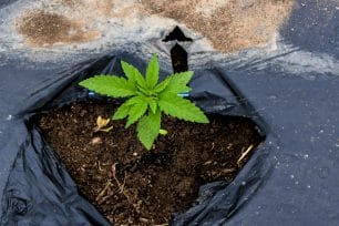 cannabis plants grown on earth buddy's organic farm contain nerolidol terpene.