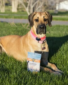Tan great dane laying in grass next to Earth Buddy Pumpkin CBD treats for dogs that are a great treat for upset stomach dogs. 