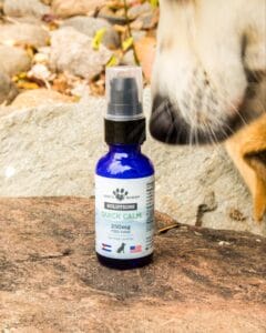 White dog sniffing Earth Buddy Quick Calm, which contains water soluble cbd for dogs that is faster acting on a full stomach or without food. 