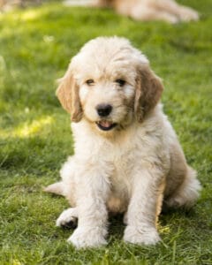 White labradoodle sitting in grass. Dogs often will eat grass due to nutritional deficiencies and upset stomach. 