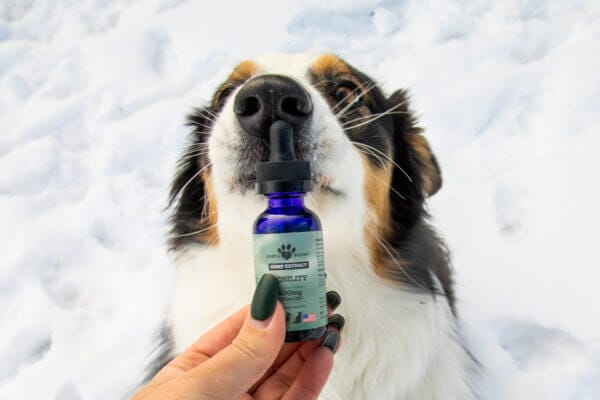 A dog smelling a hemp tincture that is in a bundle of large breed dog joint supplements.