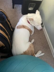 White dog with brown spots laying next to owner at desk. Going to work with pets can help make a dog happy.