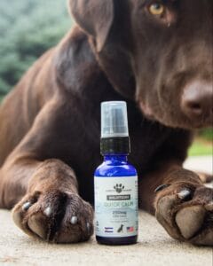 Chocolate lab sitting behind a bottle of Earth Buddy Quick Calm, which is fast-acting, water soluble CBD for dogs with travel anxiety.