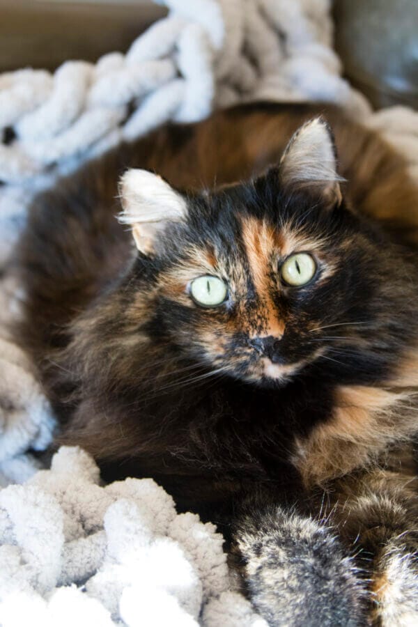 A tortoiseshell cat. Try Earth Buddy joint supplements for small dogs & cats.