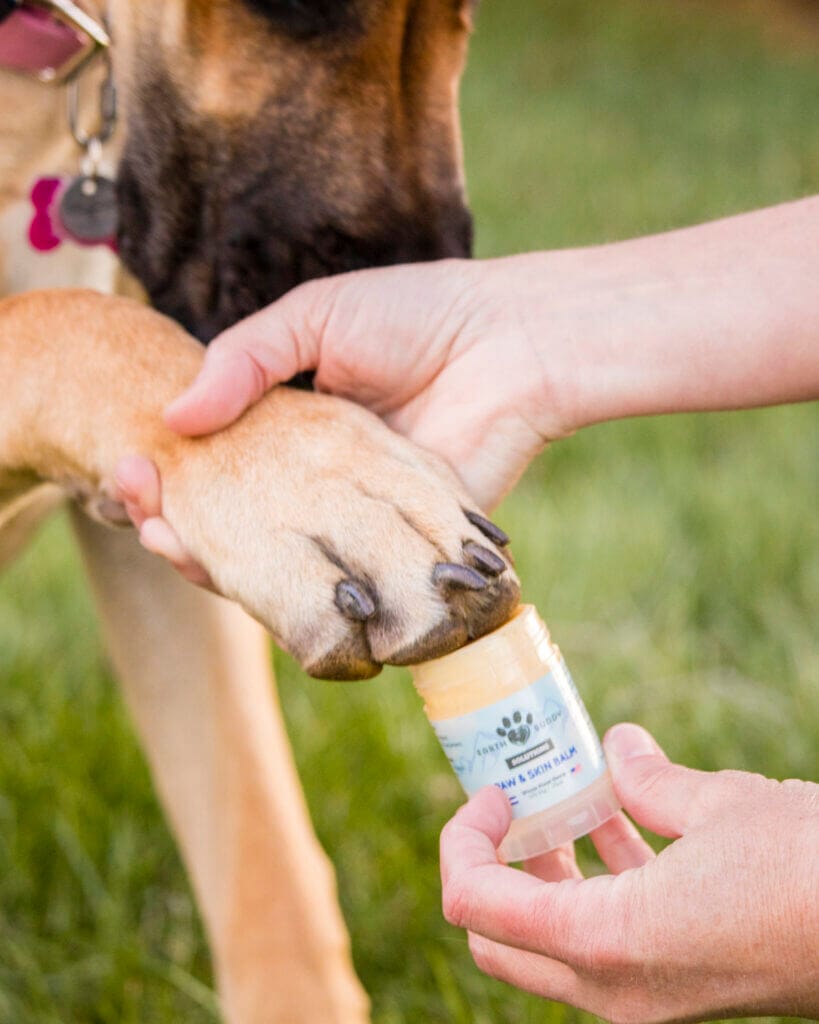 Great Dane having Earth Buddy’s Paw & Skin balm applied to her paws. CBD balms for dogs provides targeted relief from cracked paws or skin irritation.