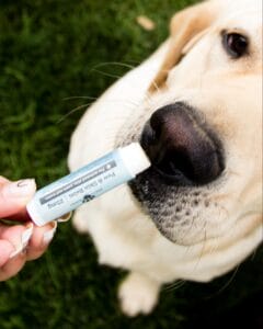Yellow lab sniffing an Earth Buddy Trial size Paw & Balm for dogs and cats with dry noses. Topical cbd can help with irritated skin and dry noses. 