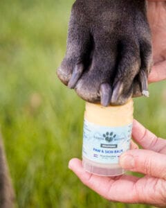 Black coated dog having Earth Buddy’s Skin & Paw balm applied to paw pads to provide targeted relief from dry or cracked paws. 