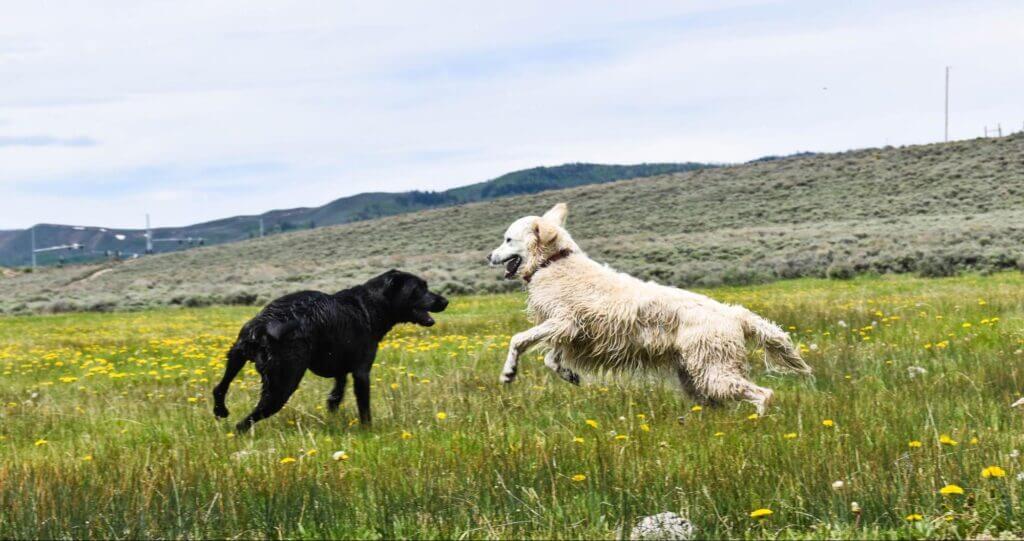 Black & Yellow Labs playing grass field in Colorado. Using CBD oil for dogs before travel helps with car anxiety.