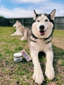 Siberian Husky laying in grass next to a jar of Earth Buddy Mushroom powder for dogs and a pink box of Sleep Support with CBN for dogs with chronic pain.