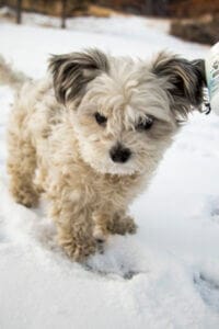 Small white dog in the snow in Colorado. CBN for dogs that are older can help with sundowners syndrome and pain relief in dogs. 