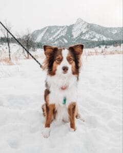 Australian shepherd sitting in snow in the Rocky Mountains. CBN Tinctures for dogs with chronic pain can promote restful sleep. 