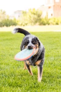 Black spotted Cattle dog running with frisbee in mouth. Read this blog to learn more about the medicinal properties of mushrooms for dogs and cats.