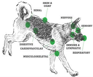 Graphic showing the different systems that the endocannabinoid system in dogs interacts with. CBN engages the endocannabinoid system differently than CBD. 