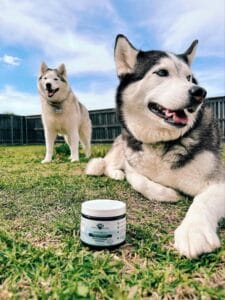 2 Siberian Huskies in grass next to Earth Buddy functional mushroom powder to support immune function in dogs and cats. 