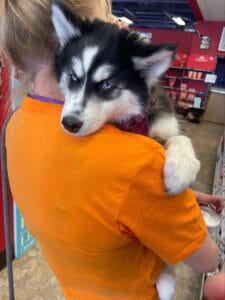 Siberian Husky puppy being held by owner inside a pet store in Colorado. You can find Earth Buddy CBD oil for dogs in your local pet store. 