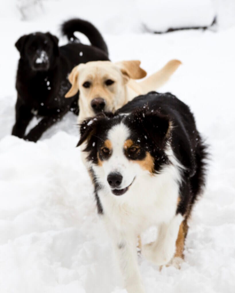 Border Collie, Yellow Labrador, and Black Labrador Retriever playing in the snow. Large breed dogs require high quality protein to maintain lean muscle mass.