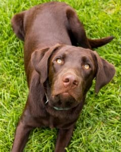 Chocolate Labrador laying in grass. Protein for dogs helps with dog gut health and food allergies from processed kibbles. 