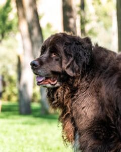 Giant breed dog with brown hair outside. Older dogs require quality protein to maintain lean muscle mass as they age and stay lean. 
