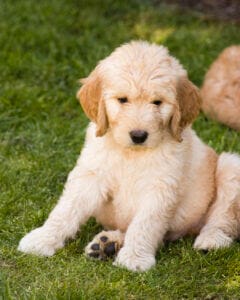 Yellow Labradoodle puppy sitting in grass. Puppies require a high protein to help grow lean muscle mass and maintain healthy digestion in puppies. 