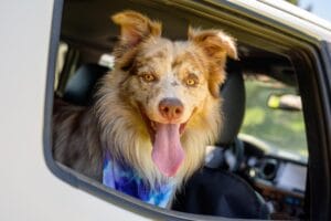 Brown & Tan Australian Shepherd in the back of a tan car. Make sure to give your dog cbd treats before road trips. 