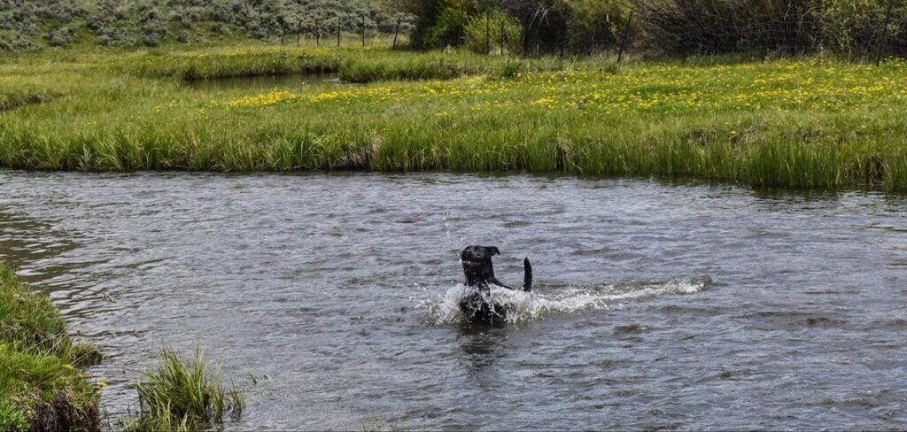 Black labrador retriever swimming in water in the Rocky Mountains. Swimming with dogs is a great form of exercise. 
