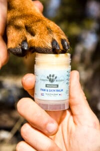 Brown coated dog having a CBD balm rubbed on paws to help with cracked paws. Topical cbd for dogs can also relieve itching and hot spots. 