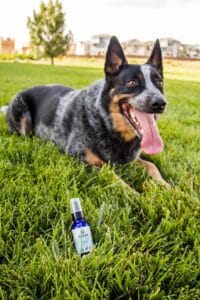 Australian Cattle Dog laying in grass with tongue out. Read this blog to learn how to prevent dog smell & bad dog breath