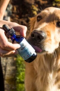 Golden Retriever licking a bottle of Earth Buddy 1000mg CBD oil for dogs. 1000mg Hemp Extract is our best CBD oil for dogs with anxiety. 