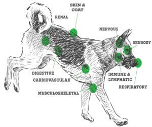 Image depicting all of the various body systems cannabinoids for dogs interact with. 