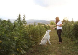 Woman with white German Shepherd at Earth Buddy's organic cannabis farm in Colorado. 