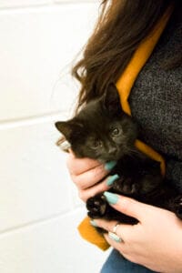 Black kitten in the arms of owner at a pet shelter. Skin irritation or dry skin in cats are signs that you should consider a cat supplement for a healthier coat. 