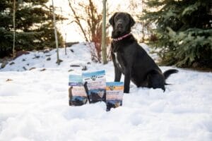 Black labrador retriever sitting calmly in snow behind Earth Buddy CBD treats for dogs with blueberry, pumpkin, and extra strength flavors. 
