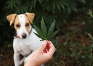 Hand holding a hemp leaf in front of white jack russell. CBD drops for dogs with hot spots or smelly dogs works great.