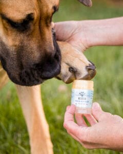 Brown Great Dane getting some Earth Buddy Skin & Paw balm for dogs applied to her paws. Frito paws can stem from a yeast infection on dogs' paws. 