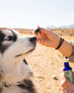 Siberian Husky taking Earth Buddy CBDa oil for dogs that also contains humulene and other terpenes.
