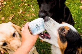 3 dogs anxiously trying to get some Earth Buddy Gut Health for dogs containing CBD and terpenes.