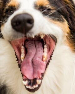 Brown, white, and black border collie yawning close up. Read this blog to learn what dog food ingredients to avoid that may cause food allergies. 
