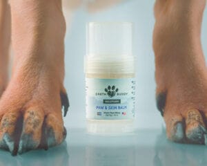 Dog itchy skin can be relieved by Earth Buddy CBD paw balm for dogs containing terpenes, like humulene.
