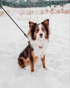 Brown & White Border Collie sits calmly in the snow to show obedience when other dogs are around. Behavior training helps with reducing dog barking when doorbell rings. 