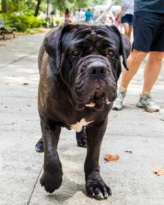 Black Neopolitan Mastiffs are prone to skin infections due to their skin folds. CBD oil for dogs used topically may help