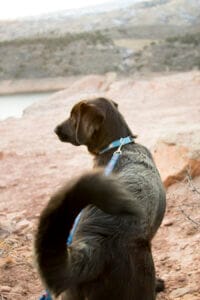 Chocolate Lab on a walk in the Colorado mountains. Labs are a double-coated breed and can shed more in fall & spring.