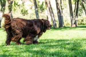 Brown Bernese Mountain Dog running in grass. Read this blog to learn how to get rid of wet dog smell and skin infections