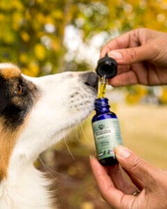 Border Collie taking Earth Buddy Mobility with CBDa for dogs and terpenes like humulene.
