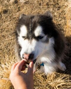 Siberian husky outside biting an Earth Buddy CBD treats for Dogs. CBD for dogs can help with inflamed skin. Learn more.