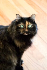 Black cat with brown spots & green eyes sitting on floor. Cats knead as one of the many ways to reduce cat stress.